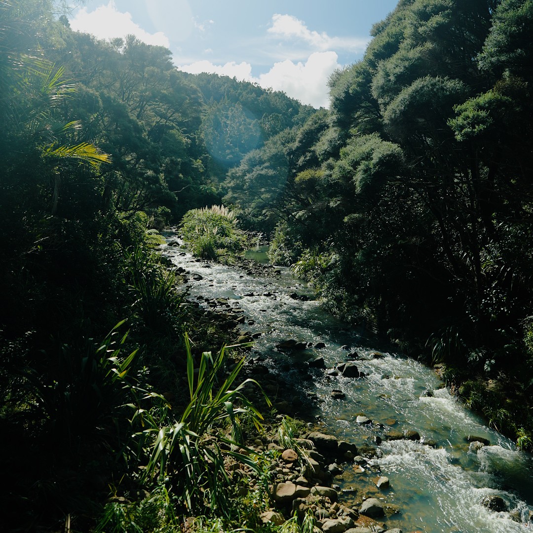 A river running through the bush. 