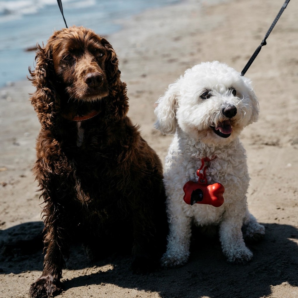 Dogs On Beach