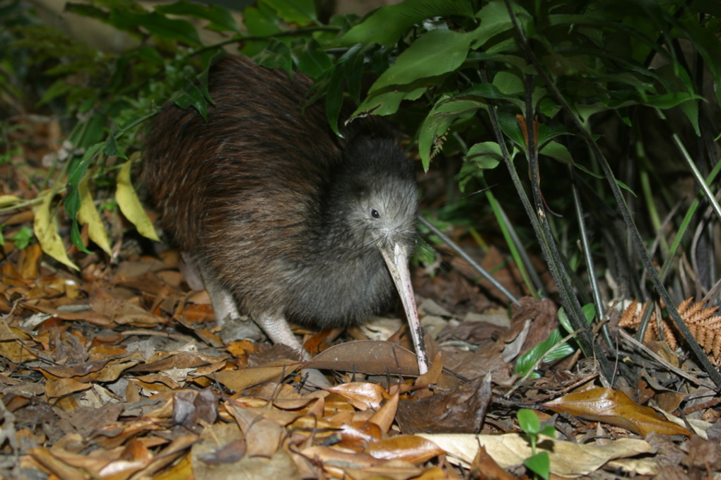 kiwi in hunua ranges.jpg