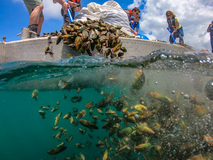 mussel restoration at Okahu Bay - photo credit Shaun Lee