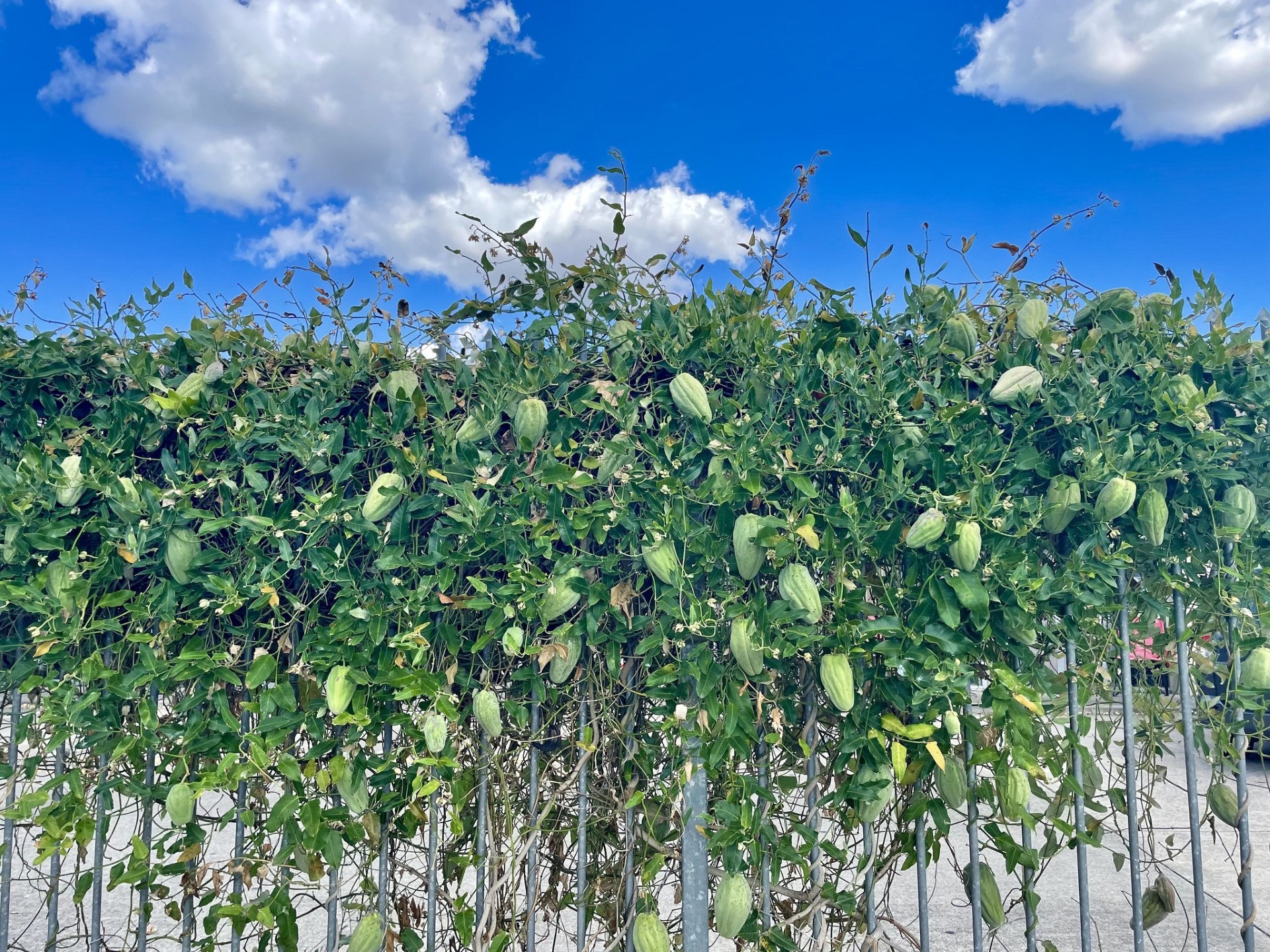 Moth plant taking over a fence.