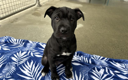 Rheagal (ON HOLD) tile image