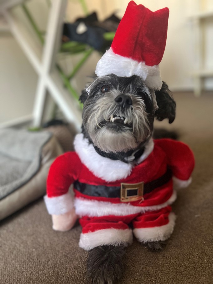 Santa doggy tips