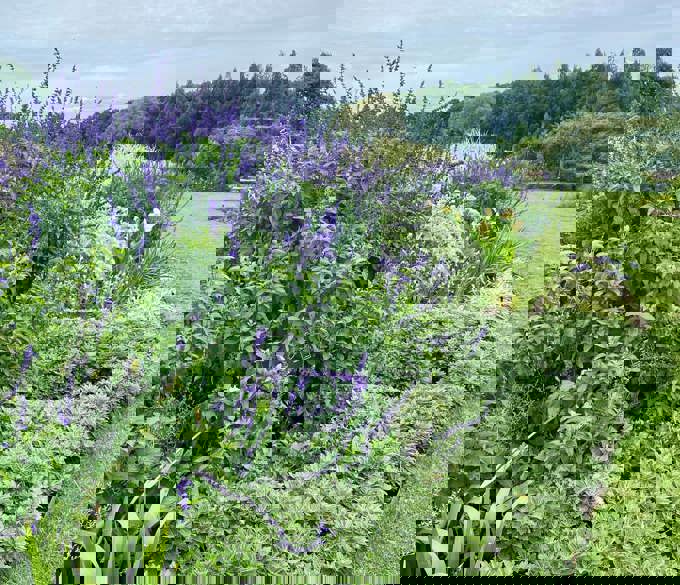 Perennial garden-min-min_qzxpmddk.jpg