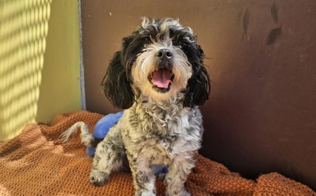 Pinto (APPLICATIONS CLOSED) tile image