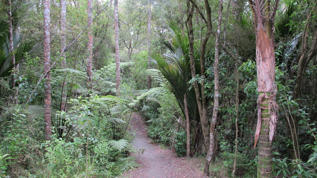 The hidden gems that are urban forests 2