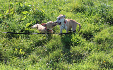 Maple (ON HOLD) tile image