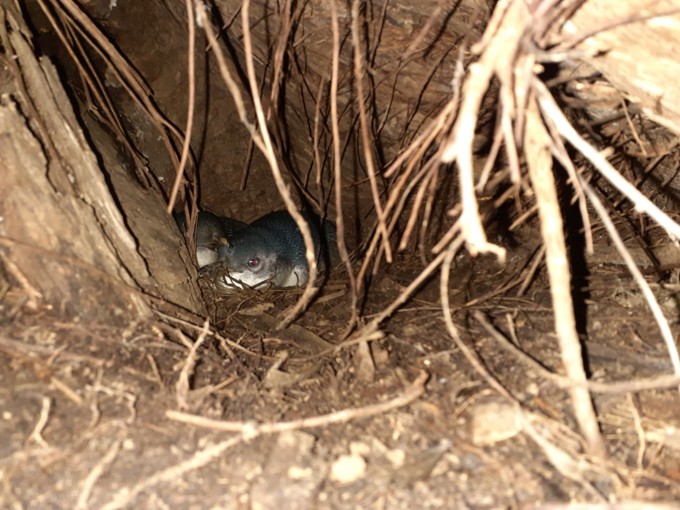 Korora Survey Pair In Pohutukawa