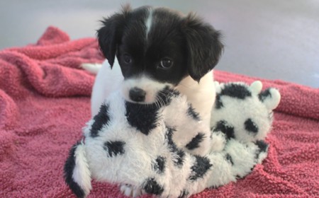 Squirtle (ON HOLD) tile image