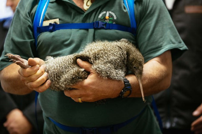 Little spotted kiwi are back!