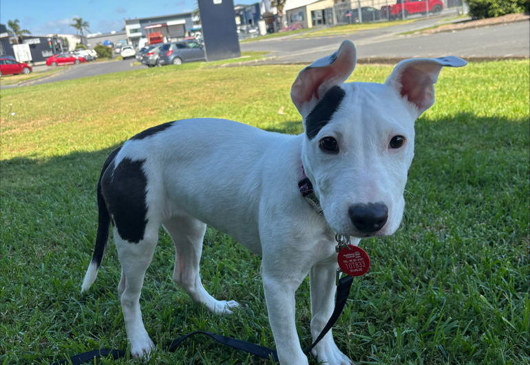 Processed D5E8C7DB B6F3 45B6 9F18 73BE7604FE89