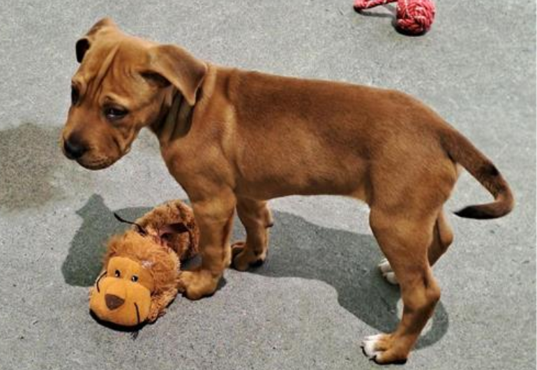 Dog Tile Image Burger 3 770X530