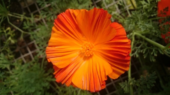 Flower of the week - California poppy