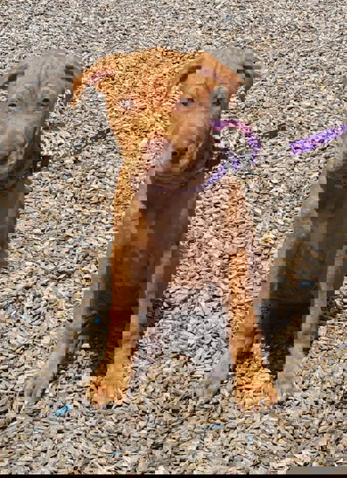 Viva la Desexy Revolution!