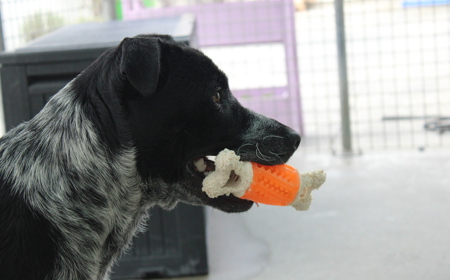 Platypus (ON HOLD) tile image