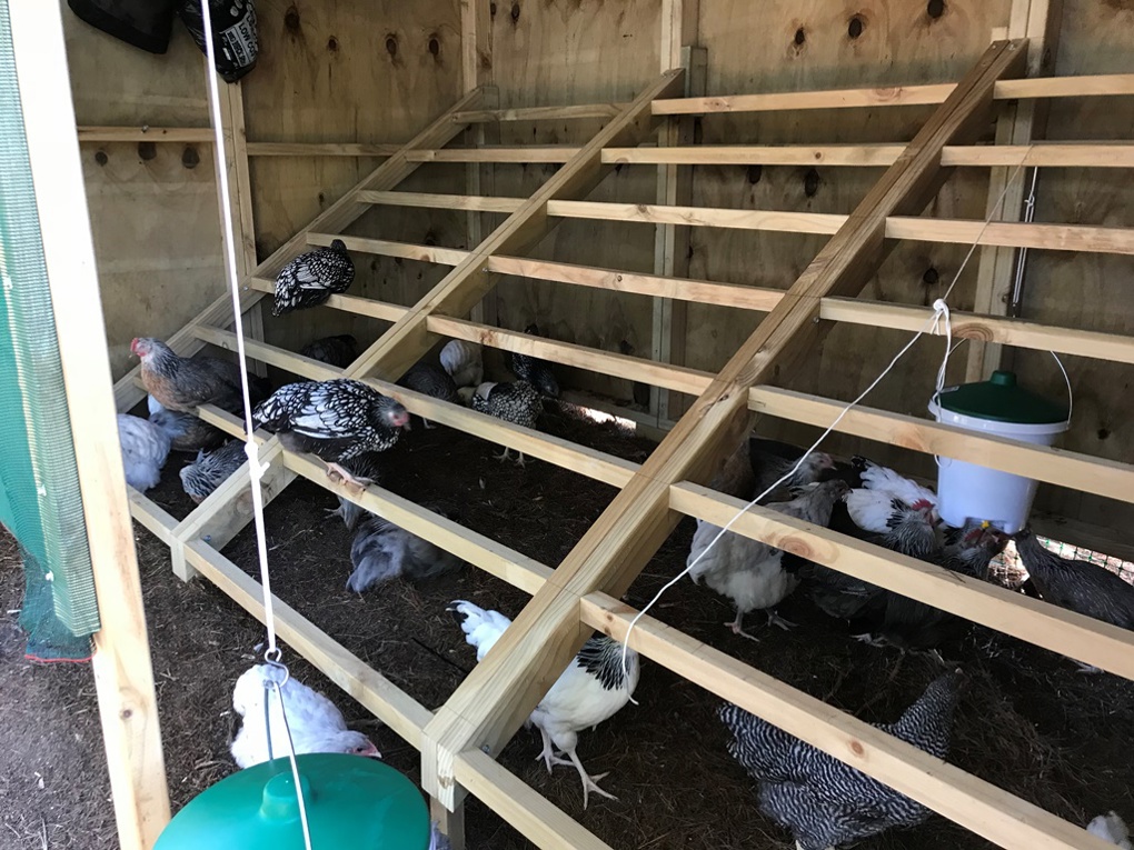 GBI chickens 4