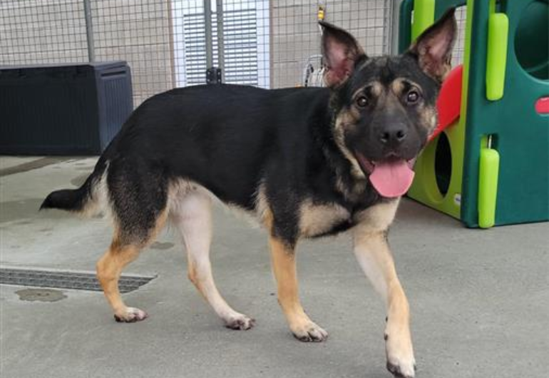 Dog Tile Image Noodle 2 770X530