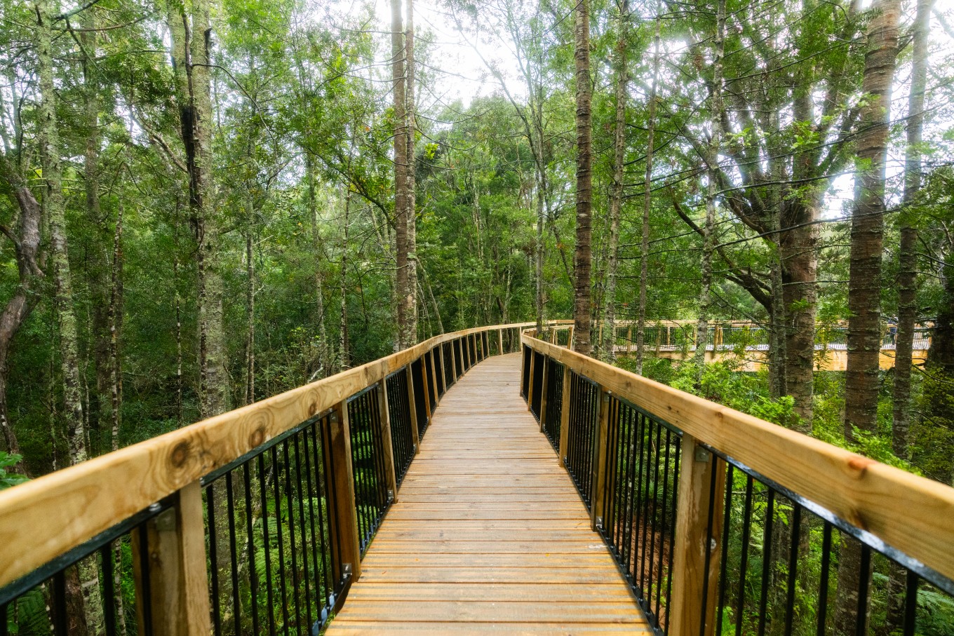 Kauri Glen boardwalk.