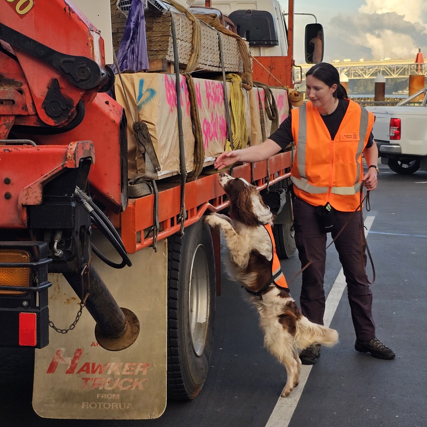 Marty the dog checking there is no pests on a truck bound for the Hauraki Gulf Islands.