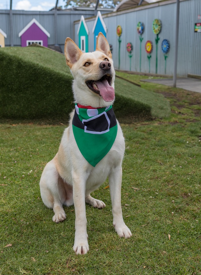 Animal management image 4.JPG