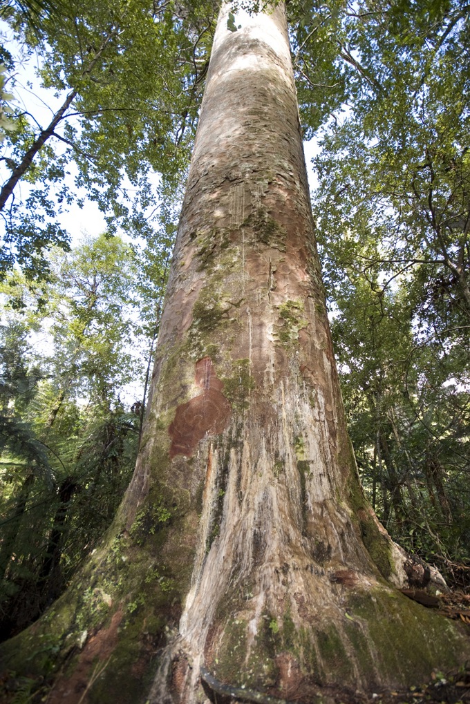 Musical campaign to help kauri OurAuckland