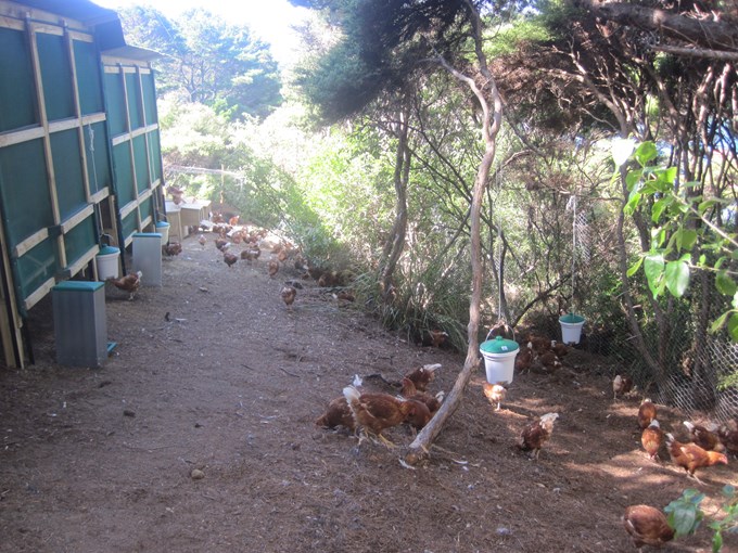Chickens Great Barrier