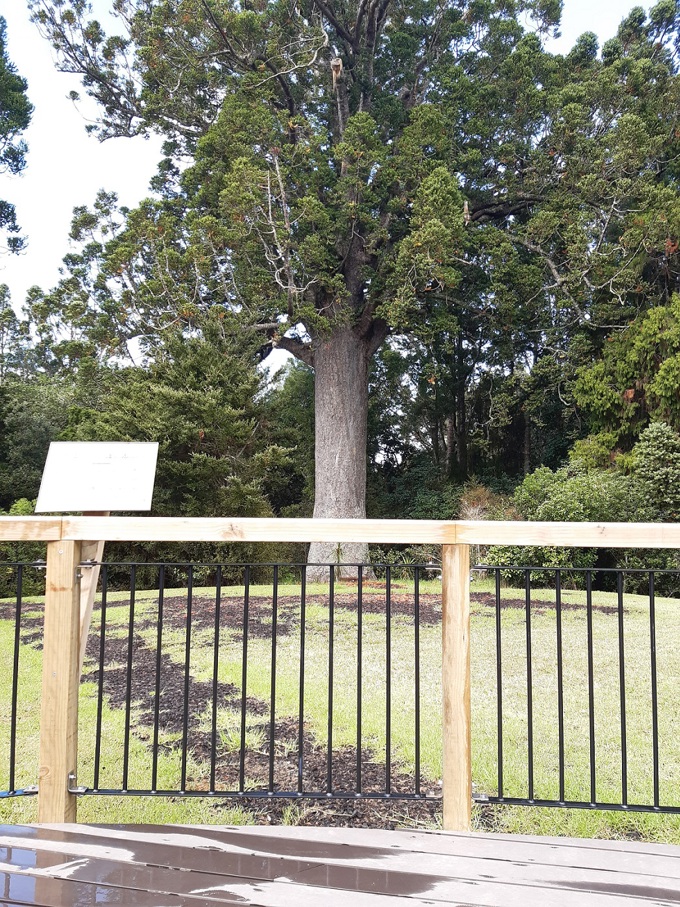 Next steps for kauri tracks in Rodney 2