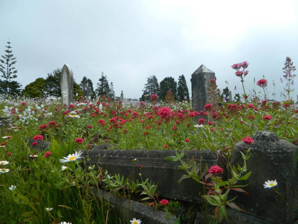 Waikumete Wildflowers (4)