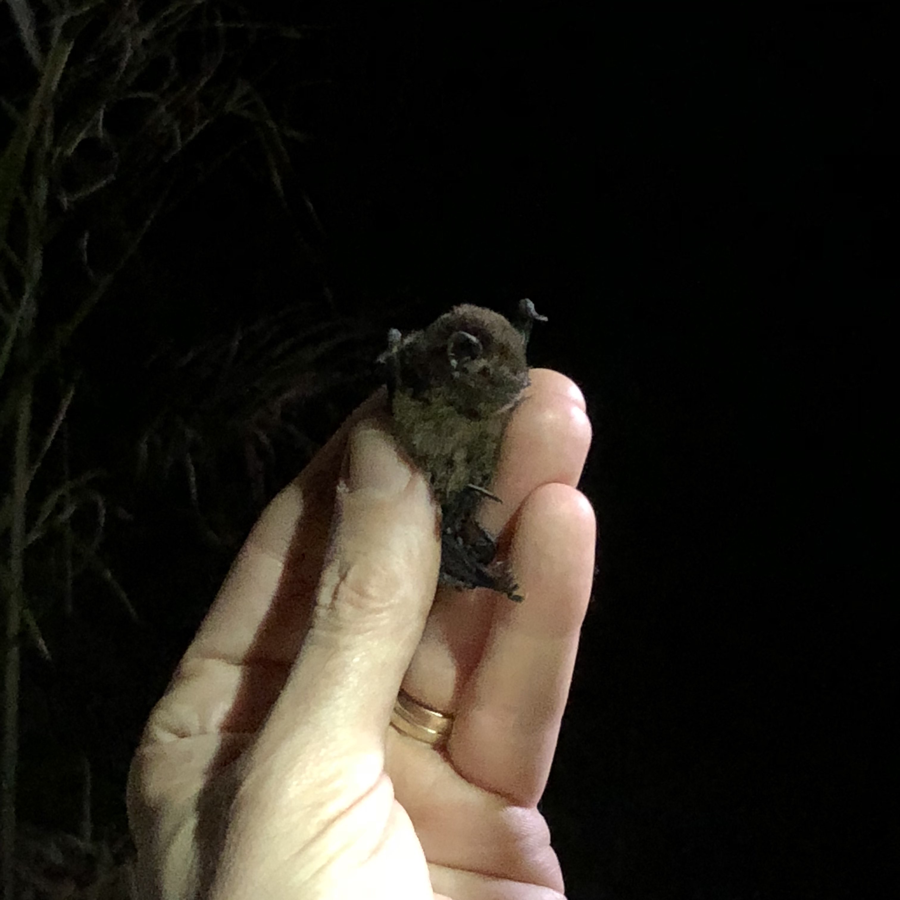 Bat in person's hand.