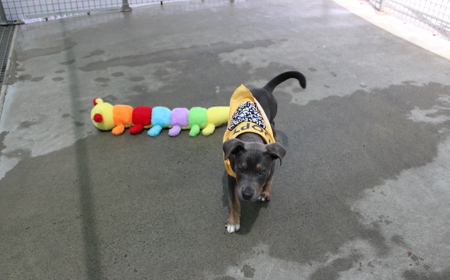 Tongariro (ON HOLD) tile image