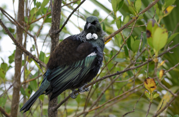Need a bush fix? Here’s your Waitākere alternatives (3)