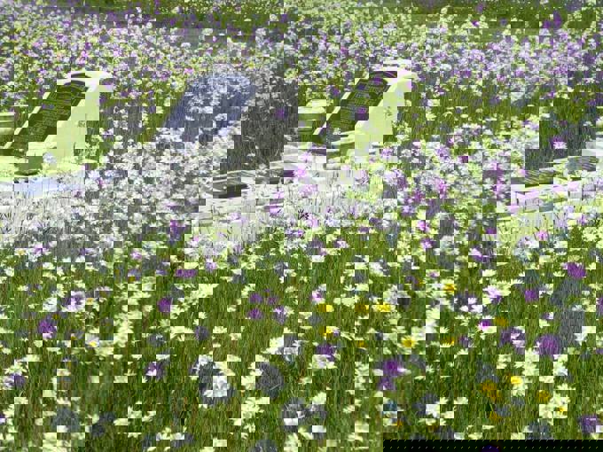 Waikumete Wildflowers (3)