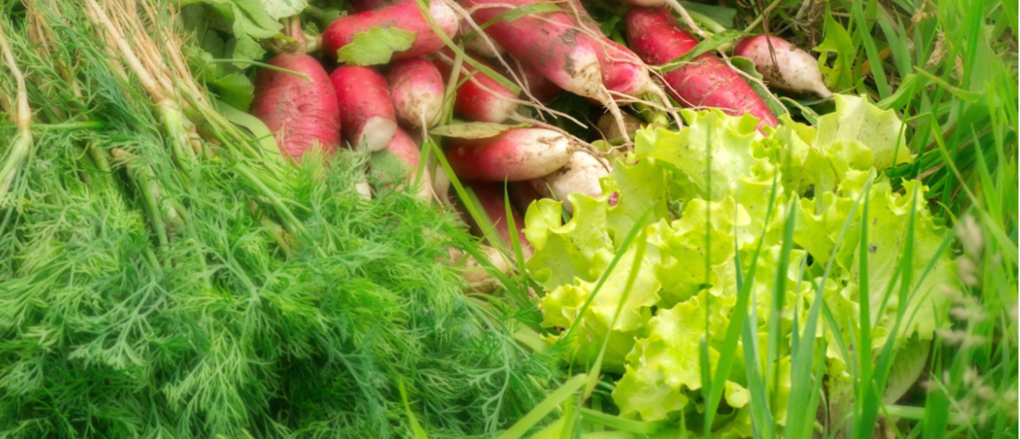 SPRING VEGETABLE GARDENING - OurAuckland_wponmho1.png