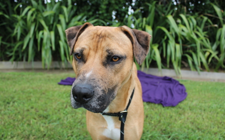 Rudolph (ADOPTED) tile image