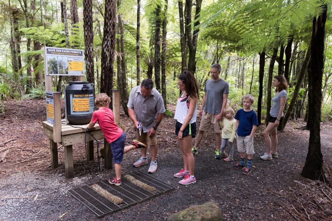 Survey shows Kiwis are keen to combat kauri dieback disease