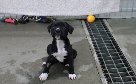 Badger (ON HOLD) tile image