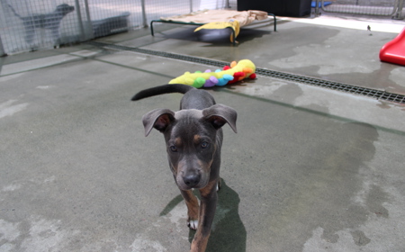 Tongariro (ON HOLD) tile image