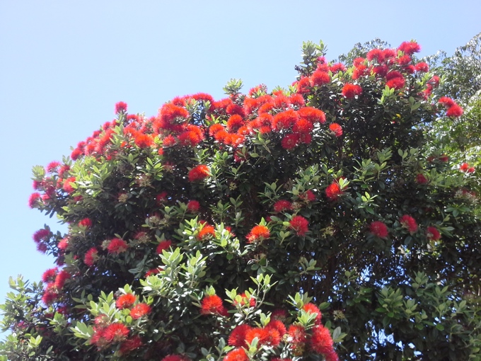 Pohutukawa (1)