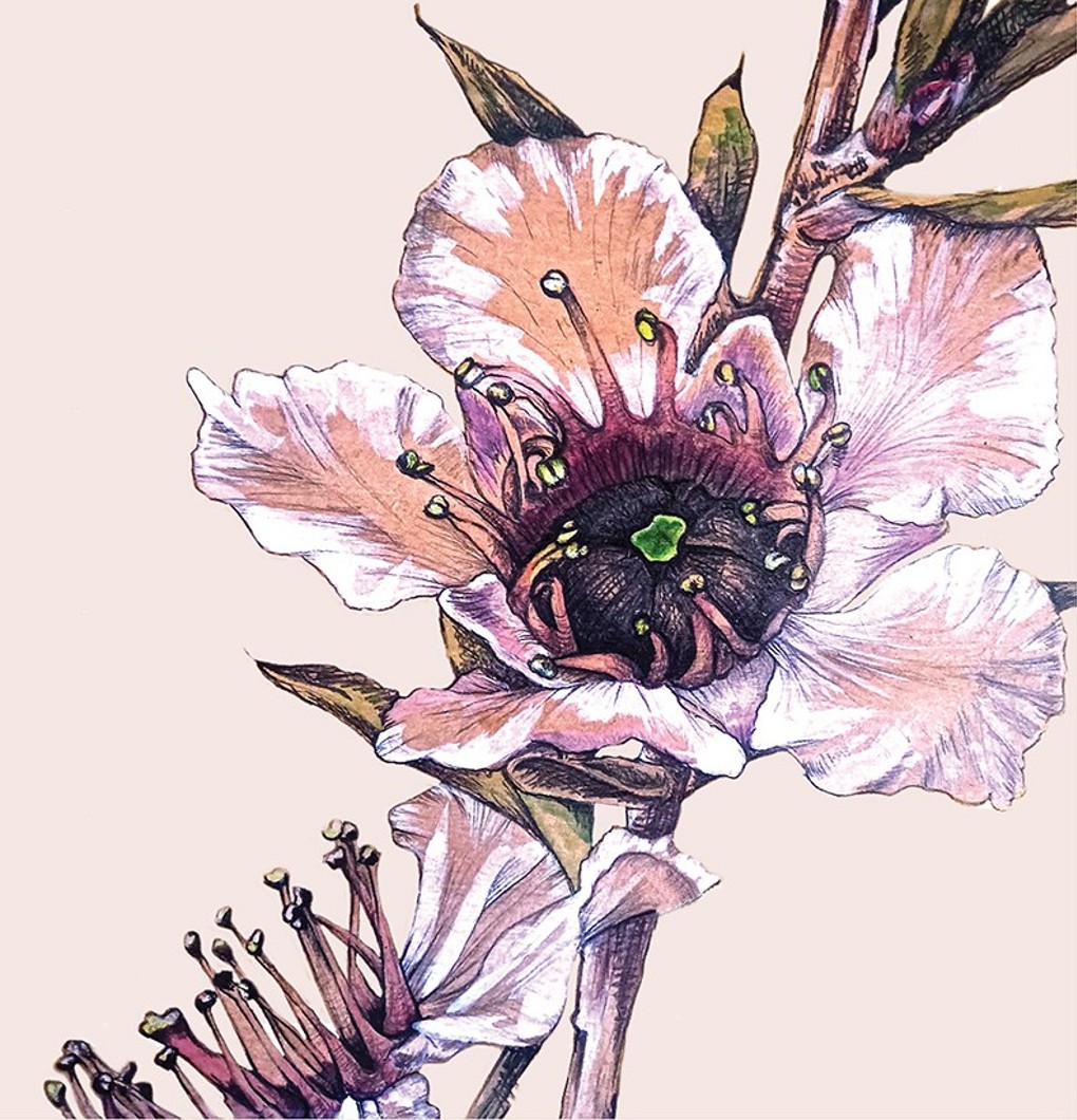 Floribunda For Our Auckland2