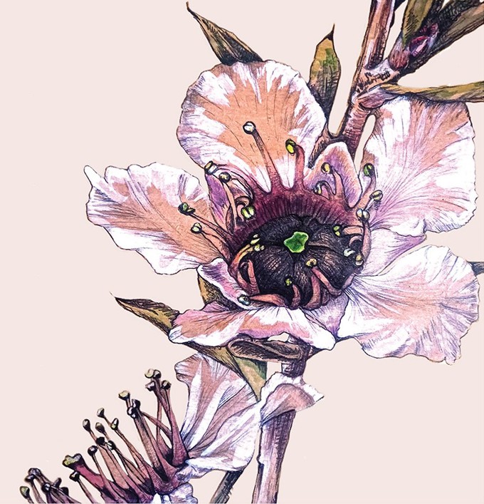 Floribunda For Our Auckland2