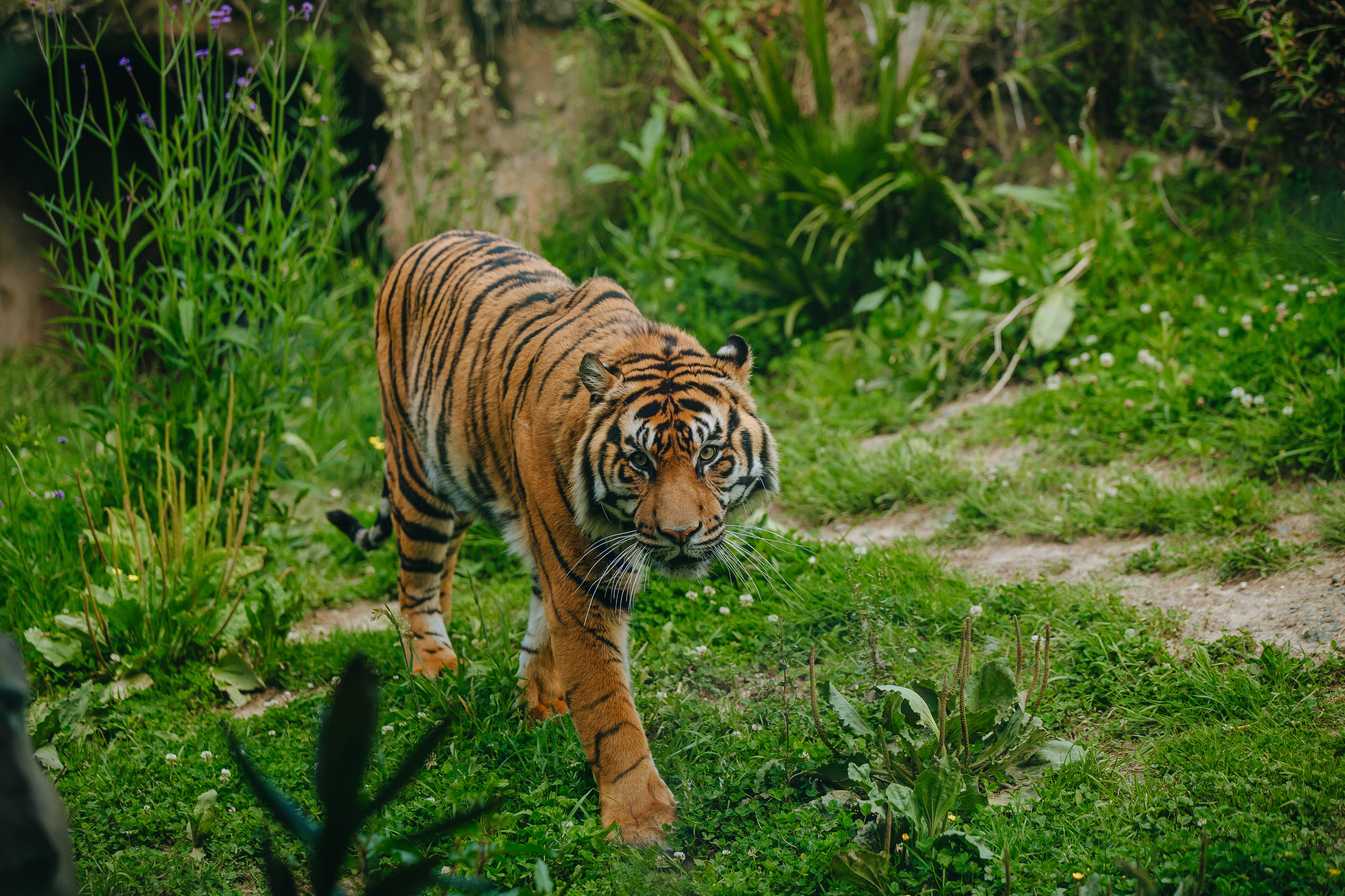 See Ramah the tiger at Auckland Zoo.
