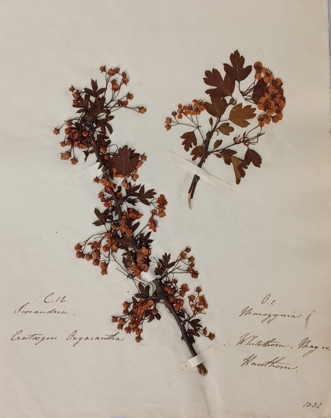 Lush Plants Eng1_zdikav0d.JPG