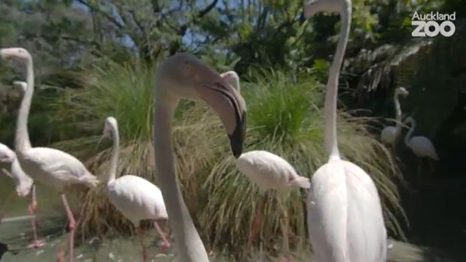 Zoo Tales: A flamboyance of flamingos