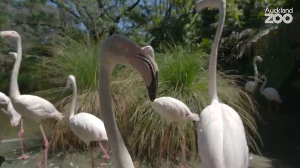 Zoo Tales: A flamboyance of flamingos