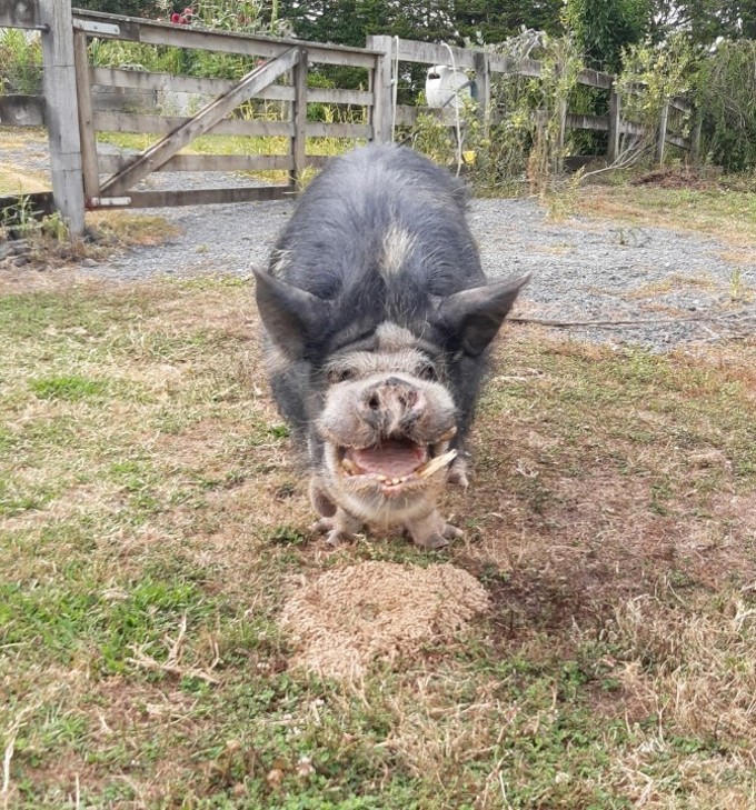 Hogwart finds love online