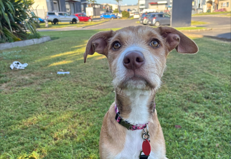 Processed C2FE01A0 BB95 45AE 8226 2679B0A73B86