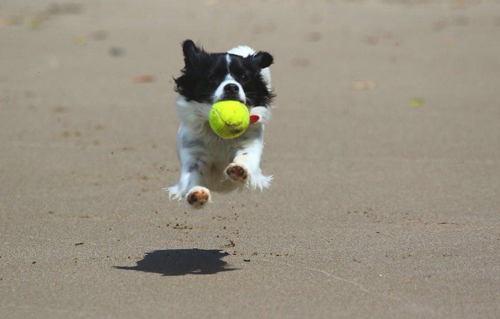 7. When Pat met Suzie - Suzie jumping.jpg