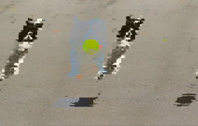 7. When Pat met Suzie - Suzie jumping.jpg