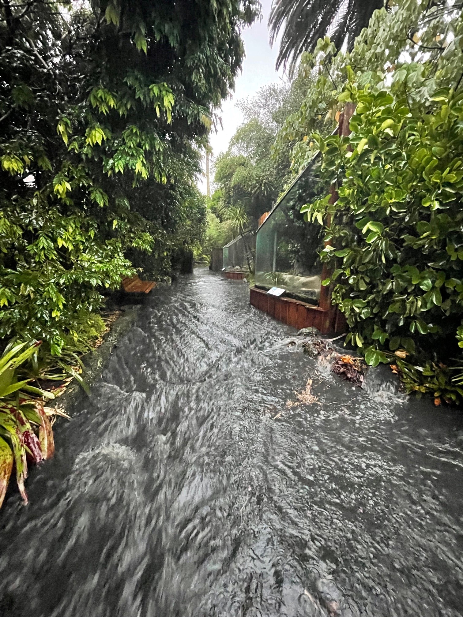 Flood water running down a lane at Auckland Zoo with trees on both sides