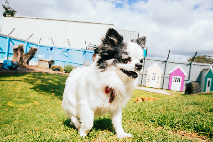 Ferraris and fur-babies warm hearts this Valentine’s Day